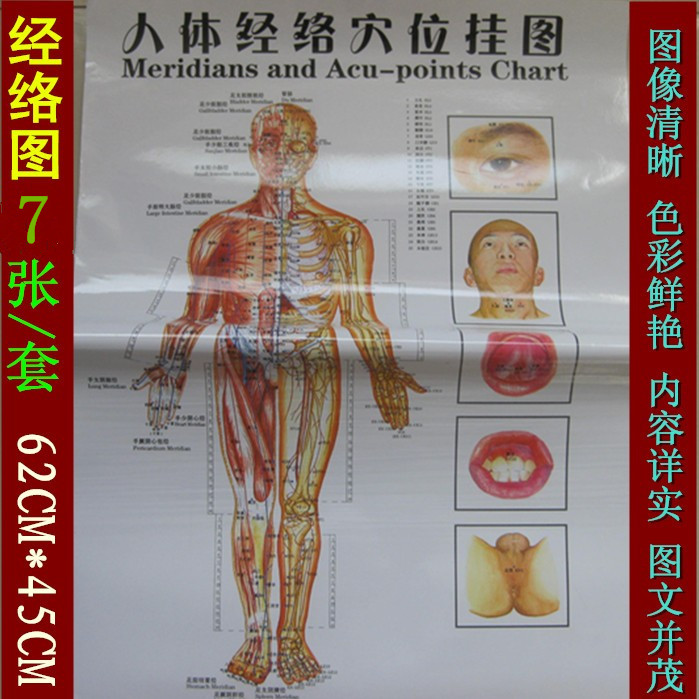 7张全套清晰人体图内脏器官 中医经络教学护理 保健穴位挂图4.6元在类目 玩具/童车/益智/积木/模型, 早教/智能玩具, 玩具挂图/认知卡中 - 来自Buy2taobao.com提供专业的淘宝代购服务
