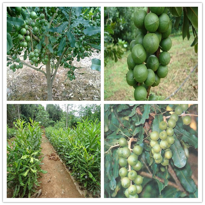 夏威夷果树种植陈榆秀怎样把澳洲坚果变成摇钱树