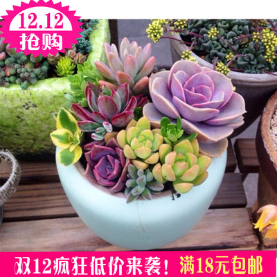 丽景园艺特价多肉植物组合办公居室内防辐射净化空气绿植肉肉盆栽