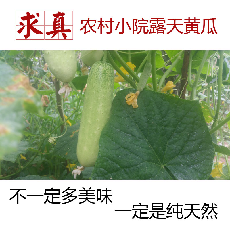 【小黃瓜】密雲農家菜園黃瓜 小黃瓜 純綠色食品 500G在類目 水產肉類/新鮮蔬果/熟食, 新鮮蔬菜/蔬菜製品, 新鮮蔬菜, 其它中 - 來自Buy2taobao.com提供專業的淘寶代購服務