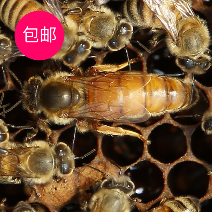 意蜂蜂王包邮活体产卵新王交尾王生产蜜王处女王高产黑王黄王浆王|ruв категории животное/Животное питание и принадлежностей, Пэт жизнь услуг, домашний - от Buy2taobao.com для оказания профессиональной услуги покупки агента Taobao