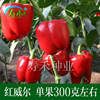 寿光蔬菜种子 红威尔甜椒种籽 方椒红色彩椒孑高产辣椒灯笼椒籽种