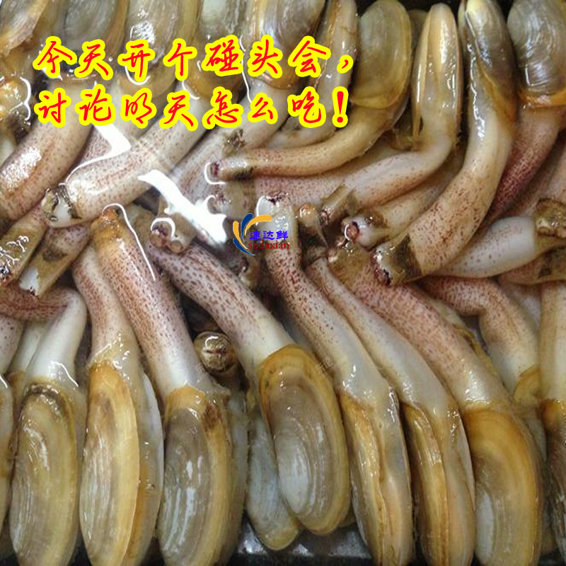 North Sea Fresh Seafood Aquatic products Fresh wild Clam clam Small elephant Elephant trunk musselin the Aquatic meat/Fresh fruits and vegetables/Cooked , Seafood/Aquatic/Product , Shellfish , Shellfish Products category - from Buy2taobao.com to provide professional Taobao agent buy service