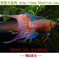 雀冷水鱼观赏鱼 鲟鱼苗 鲟鱼鱼苗10-20厘米水