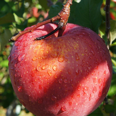 烟台苹果水果新鲜山东栖霞红富士有机绿色纯天然批发试吃装包邮