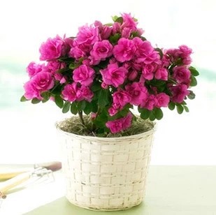 四季开花杜鹃花 盆栽花卉植物 红杜鹃映山红四季杜鹃木本花卉