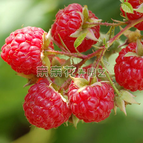 可盆栽果樹苗木/爬藤植物 紅樹梅新品種 美洲紅樹莓*壹品紅樹莓苗在類目 鮮花速遞/花卉仿真/綠植園藝, 花園植物/行道樹/果樹, 果樹中 - 來自Buy2taobao.com提供專業的淘寶代購服務