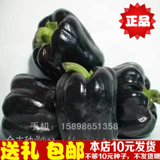 Black sweet pepper seeds Holland import Marisa Black peppers lantern Bell pepper 1 Real figurein the Flower delivery/Flowers simulation/Plants gardening , Flowers/Fruits and vegetables/Lawn seed (New) , Home & Garden Seeds category - from Buy2taobao.com to provide professional Taobao agent buy service