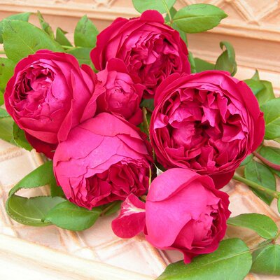 【竹山月季园】红色龙沙宝石 (红龙） 藤本月季花苗浓香