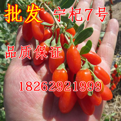 正宗宁夏枸杞王 枸杞树苗(宁杞7号)产量高 当年结果盆栽地栽果树在类目 鲜花速递/花卉仿真/绿植园艺, 庭院植物/行道树木/果树中 - 来自Buy2taobao.com提供专业的淘宝代购服务