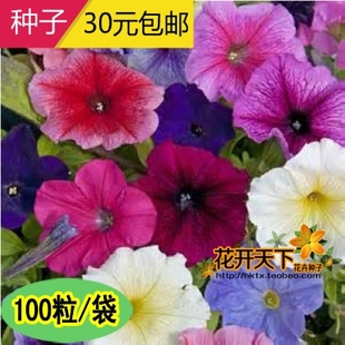 矮牵牛种子 多色混合阳台盆栽春播易种植观花坛花卉种子花籽100粒
