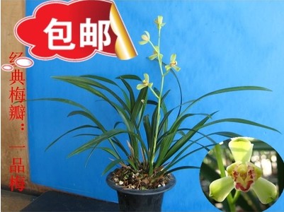 A goods 4 seedlings high-grade Cymbidium orchid Bluegrass Strong fragrance balcony Roof flowers and plants Green plantin the Flower delivery/Flowers simulation/Plants gardening , Flowers/Potted plants (New) , Plants category - from Buy2taobao.com to provide professional Taobao agent buy service