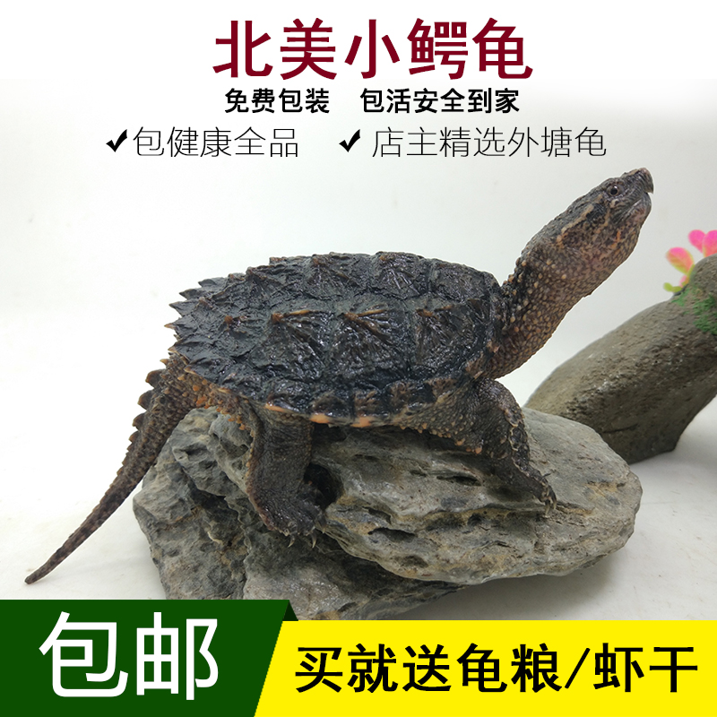 乌龟小鳄苗活体宠物龟北美小鳄龟观赏龟黄壳杂佛鳄龟纯佛水龟包邮在类目 宠物/宠物食品及用品, 水族世界, 龟/鳖中 - 来自Buy2taobao.com提供专业的淘宝代购服务