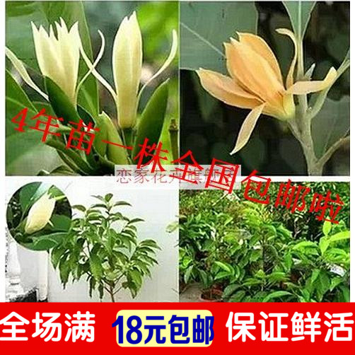 花卉绿植盆栽【白兰】十里飘香白兰花苗 香味独特 白兰花树苗包邮|ruв категории доставка цветов/цветок моделирования/растения садоводства, цветок/растения в горшках (новый), цветок - от Buy2taobao.com для оказания профессиональной услуги покупки агента Taobao