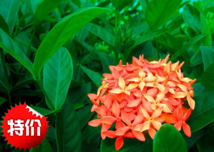 自産龍船花苗 大葉龍船花 台灣品種 高約15-20厘米黃 粉 紅3色在類目 鮮花速遞/花卉仿真/綠植園藝, 花卉/綠植盆栽(新), 花卉中 - 來自Buy2taobao.com提供專業的淘寶代購服務