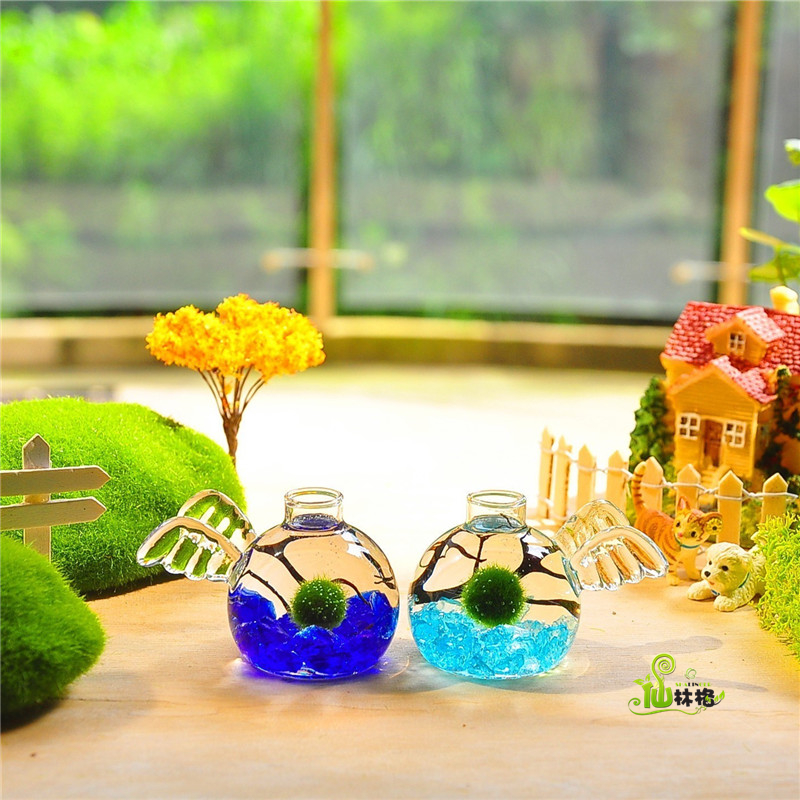 marimo happiness Seaweed originality Botany Scenery Eco-Bottle Little Angel Left Rightin the Flower delivery/Flowers simulation/Plants gardening , Creative mini-plant category - from Buy2taobao.com to provide professional Taobao agent buy service