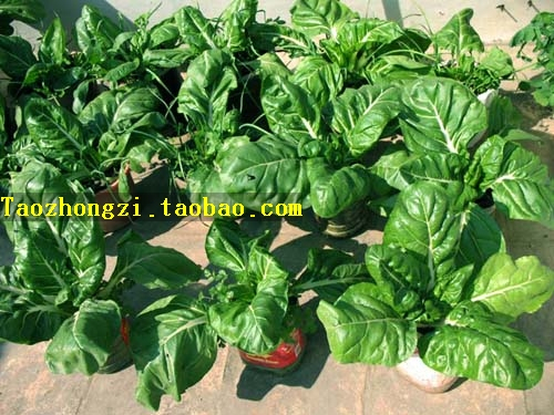 綠根達菜種子君達菜青菜籽野菜種子蔬菜春夏秋劈菜種籽四季秋冬季在類目 農用物資, 種子/種苗, 蔬菜種子中 - 來自Buy2taobao.com提供專業的淘寶代購服務