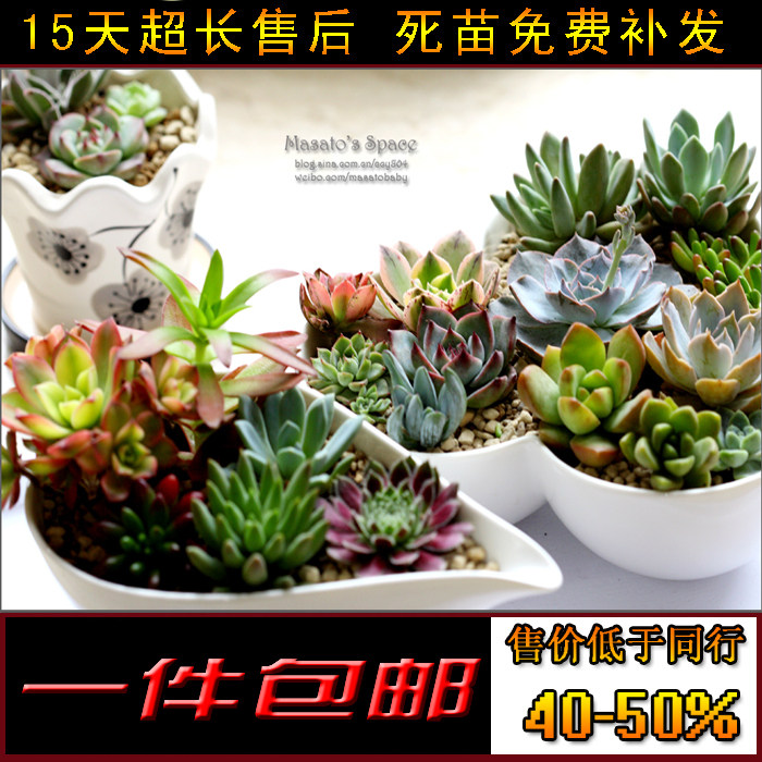 包邮 多肉植物组合盆栽 多肉绿植 办公室多肉防辐射肉肉植物花卉A
