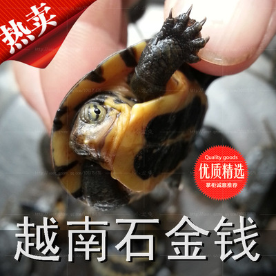 南石金钱龟金钱龟活体黄喉拟水龟金钱龟乌龟宠物活体越南种石龟苗