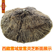 西藏野生 雪灵芝 好品质 野生灵芝 三高食品 特产山珍