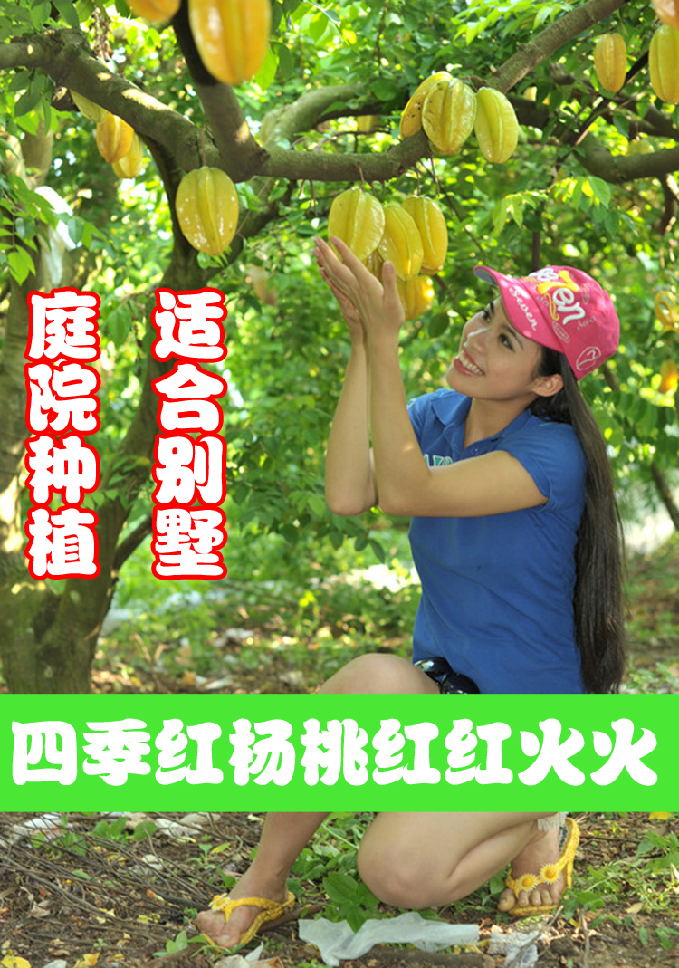 台灣四季紅楊桃樹苗引進庭院盆栽苗 紅楊桃果樹苗 楊桃溝果苗在類目 鮮花速遞/花卉仿真/綠植園藝, 花園植物/行道樹/果樹, 果樹中 - 來自Buy2taobao.com提供專業的淘寶代購服務