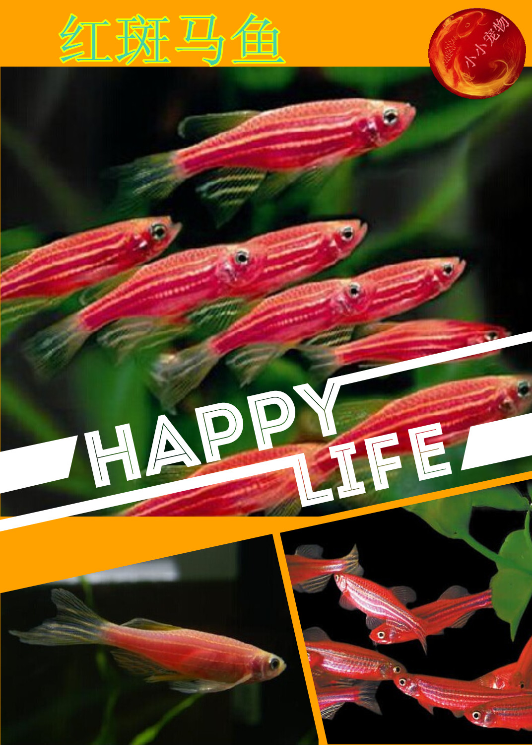 斑马鱼 红斑马 蓝斑马 小型热带鱼 观赏鱼水族草缸宠物包活体|ruв категории животное/Животное питание и принадлежностей, аквариум мира, рыба - от Buy2taobao.com для оказания профессиональной услуги покупки агента Taobao