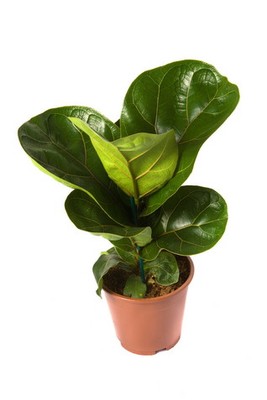 [9cm盆栽苗]仙女琴叶榕 ficus lyrata 桌面小盆栽