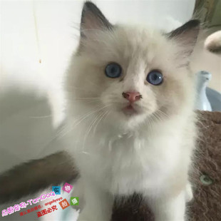 双血统蓝双色布偶猫幼猫，出售纯种活体宠物猫咪，幼崽布偶小猫g