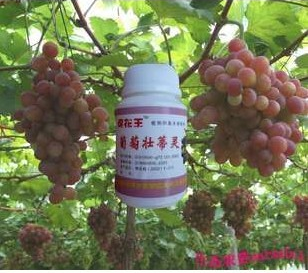 葡萄壮蒂灵 抗病 防僵果 果实膨大快轻装无毒 生态农资生态肥在类目 鲜花速递/花卉仿真/绿植园艺, 园艺用品, 其它园艺用品中 - 来自Buy2taobao.com提供专业的淘宝代购服务