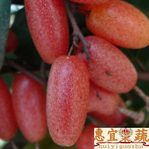 佛灯果 新鲜 包邮顺丰斤4斤装 牛奶奶果 酸甜 惠宜果蔬在类目 水产肉类/新鲜蔬果/熟食, 新鲜水果, 其它中 - 来自Buy2taobao.com提供专业的淘宝代购服务