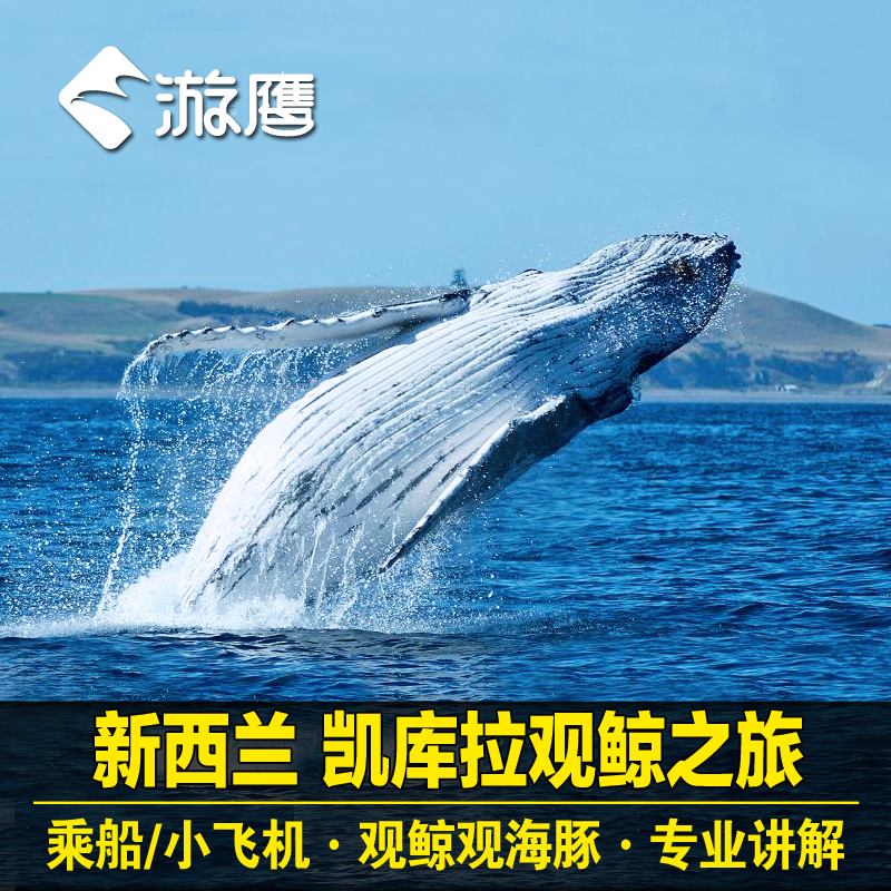 游鹰旅行 新西兰旅游 基督城/凯库拉观鲸 乘船/空中观鲸 一日游在类目 度假线路/签证送关/旅游服务, 自由行/跟团游, 境外当地玩乐中 - 来自Buy2taobao.com提供专业的淘宝代购服务
