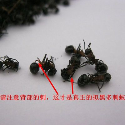 草民甄选黑蚂蚁 正品拟黑多刺蚁 玄驹 酸味儿浓 黑蚂蚁 道地药材