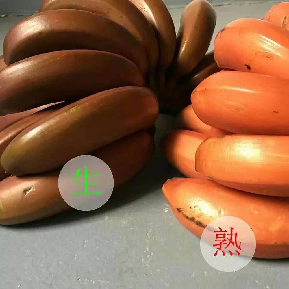 新鮮火龍蕉 美人蕉紅蕉紅香蕉水果貴妃蕉非海南皇帝蕉3Q3S-UENW在類目 水產肉類/新鮮蔬果/熟食, 新鮮水果, 其它中 - 來自Buy2taobao.com提供專業的淘寶代購服務