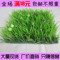 上下架计划:特价人造草坪塑料草坪地毯仿真草坪草坪假草皮9公分大长草可批发