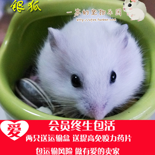 淡线银狐自家繁殖仓鼠品相佳相貌美 两只送盒(另有布丁金丝熊)在类目 宠物/宠物食品及用品, 仓鼠类及其它小宠, 仓鼠中 - 来自Buy2taobao.com提供专业的淘宝代购服务