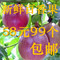 上下架计划:现摘发货 广西新鲜百香果 鸡蛋果 西番莲 可供批发 58元99个包邮