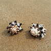 黑白小菊花4-5厘米天然贝壳，海螺婚庆道具，地台鱼缸水族装饰地中海