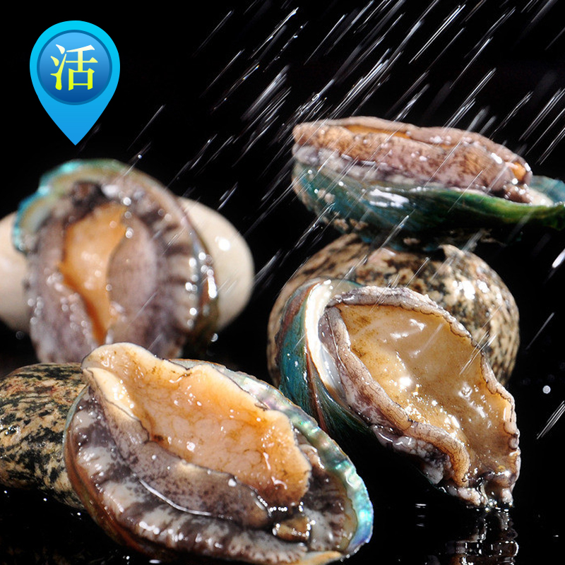Live abalone fresh Fresh Small abalone 500g ( 15-18 only) Live abalone seafood Fresh aquatic productsin the Aquatic meat/Fresh fruits and vegetables/Cooked , Seafood/Aquatic/Product , Shellfish , Abalone category - from Buy2taobao.com to provide professional Taobao agent buy service
