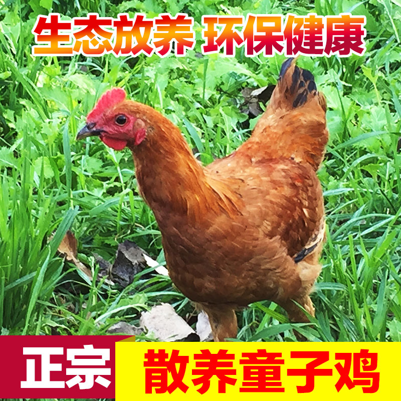 土垚康正宗農家散養童子雞土雞小公雞柴雞草活雞笨雞發活雞現殺在類目 水產肉類/新鮮蔬果/熟食, 生肉/肉製品, 雞肉類, 生雞肉中 - 來自Buy2taobao.com提供專業的淘寶代購服務