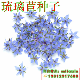 琉璃苣种子 星星花 香草种子 芳香植物 蜜源植物 叶子可食用