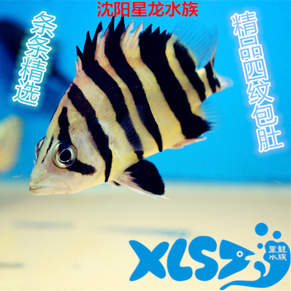 精品纯四纹印尼虎鱼活体包肚对称 三纹虎 杂纹虎运输包活龙鱼搭档在类目 宠物/宠物食品及用品, 水族世界, 鱼中 - 来自Buy2taobao.com提供专业的淘宝代购服务