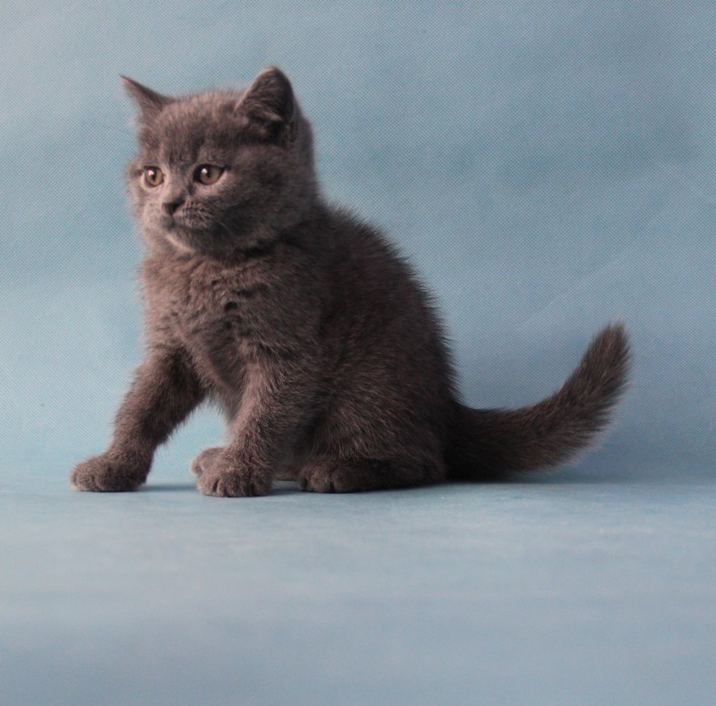 Nanjing Tang Yu superior quality blue British Shorthair Blue Cat Brotherin the Pet/Pet food and supplies , Kitty category - from Buy2taobao.com to provide professional Taobao agent buy service