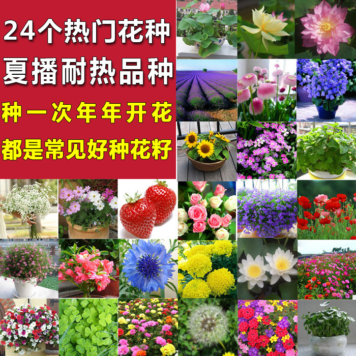 花种子四季种套餐阳台盆栽易种春季种夏季景观花卉花草种子批发