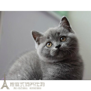 出售蓝猫宠物猫 英国短毛猫英短蓝猫活体幼猫纯种蓝猫短毛猫p