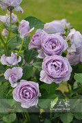 铃兰家蓝色风暴月季，蓝玫瑰包对版香日本多季灌木