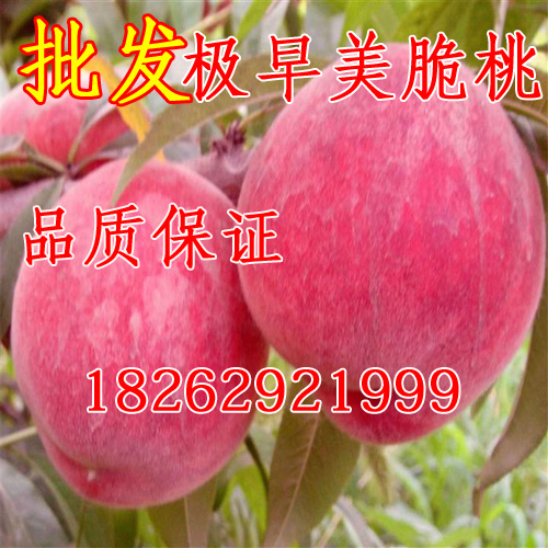 批发桃树苗 极早美脆桃苗 嫁接早熟桃 美脆桃树苗当年结果苗在类目 鲜花速递/花卉仿真/绿植园艺, 庭院植物/行道树木/果树中 - 来自Buy2taobao.com提供专业的淘宝代购服务