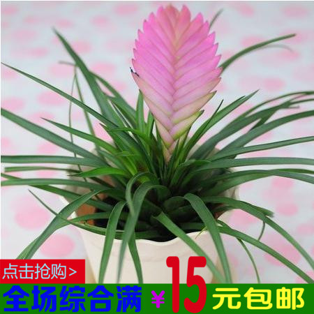 花千骨同款铁兰花 紫花凤梨 铁兰花盆栽办公桌