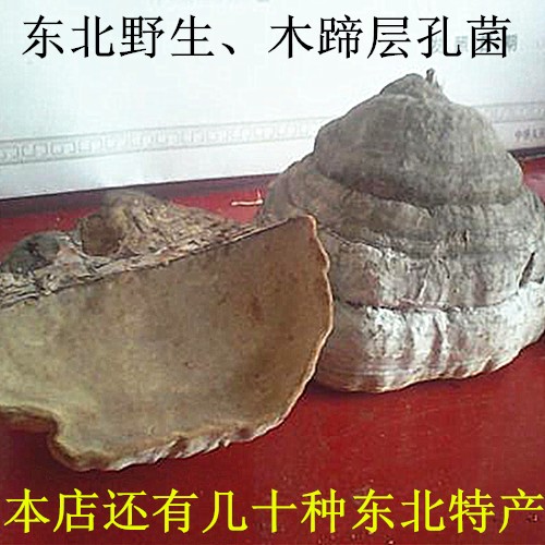东北长白山特产野生木蹄层孔菌 灵芝 整枝灵芝 小桦木蹄 500g包f在类目 传统滋补营养品, 灵芝, 整枝灵芝中 - 来自Buy2taobao.com提供专业的淘宝代购服务