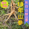 上下架计划:长白山新鲜人参移山参泡酒人参特大东北带土鲜人参18年 鲜林下参
