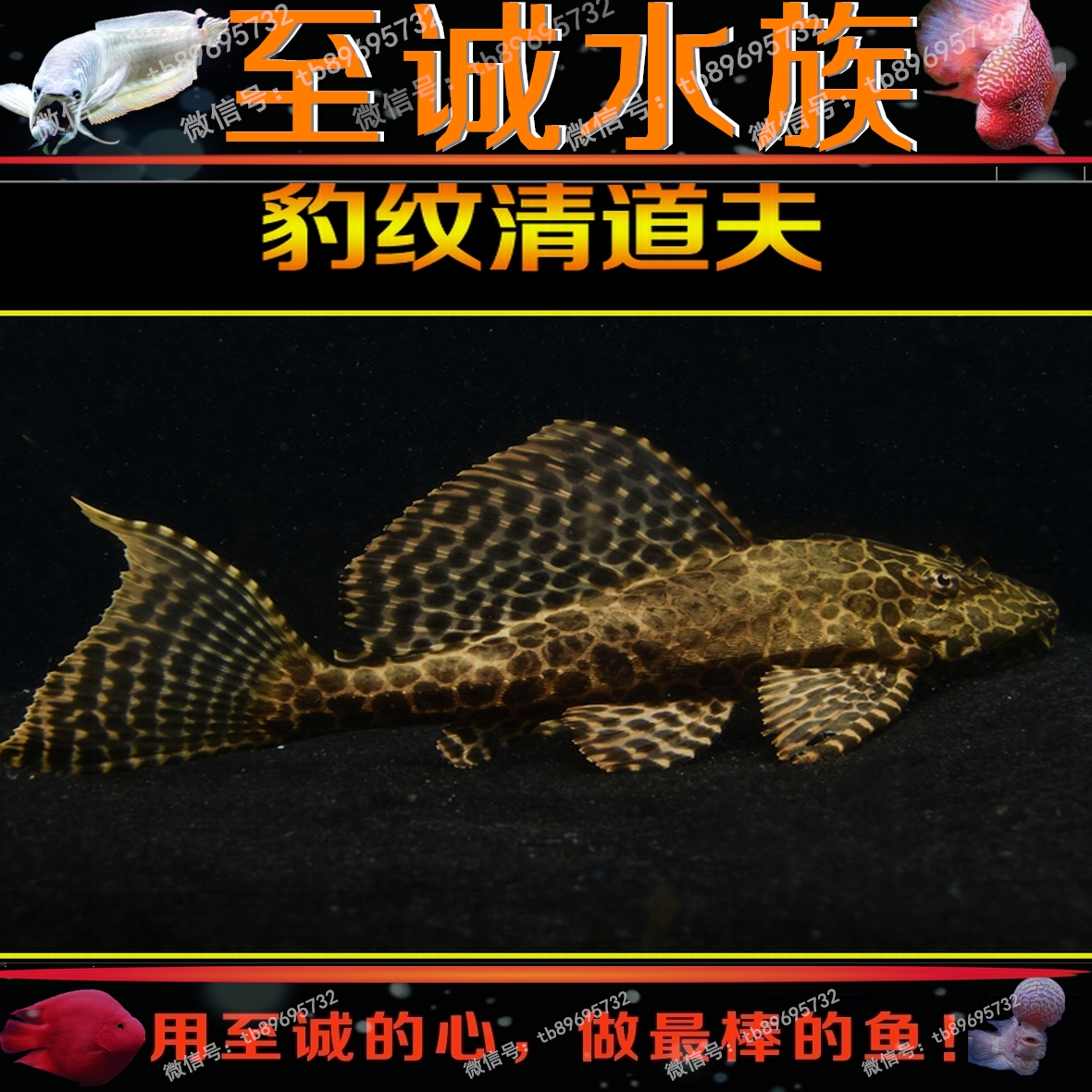 观赏鱼活体热带鱼异形鱼 豹纹清道夫琵琶清道